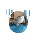 インコのフクちゃん2（個別スタンプ：40）