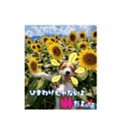 ♡おしゃまな琳ちゃん♡Part1（個別スタンプ：16）