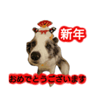 ボーダーコリー・Lettyのお正月（個別スタンプ：1）
