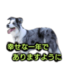 ボーダーコリー・Lettyのお正月（個別スタンプ：4）