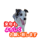 ボーダーコリー・Lettyのお正月（個別スタンプ：7）