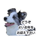 ボーダーコリー・Lettyのお正月（個別スタンプ：8）