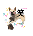 柴犬。しろしばのれお第二弾（個別スタンプ：1）