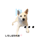 柴犬。しろしばのれお第二弾（個別スタンプ：3）