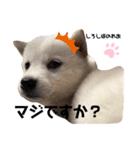 柴犬。しろしばのれお第二弾（個別スタンプ：4）