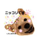 柴犬。しろしばのれお第二弾（個別スタンプ：5）