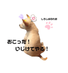 柴犬。しろしばのれお第二弾（個別スタンプ：6）