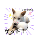 柴犬。しろしばのれお第二弾（個別スタンプ：8）
