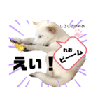 柴犬。しろしばのれお第二弾（個別スタンプ：9）