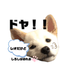 柴犬。しろしばのれお第二弾（個別スタンプ：10）