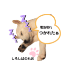 柴犬。しろしばのれお第二弾（個別スタンプ：11）