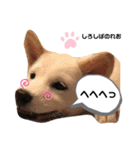 柴犬。しろしばのれお第二弾（個別スタンプ：12）