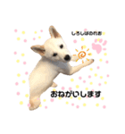 柴犬。しろしばのれお第二弾（個別スタンプ：13）