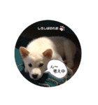柴犬。しろしばのれお第二弾（個別スタンプ：14）