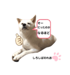 柴犬。しろしばのれお第二弾（個別スタンプ：15）