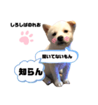 柴犬。しろしばのれお第二弾（個別スタンプ：16）