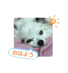 愛犬チワワのスローディズ2・七五三付き（個別スタンプ：1）