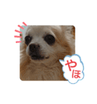 愛犬チワワのスローディズ2・七五三付き（個別スタンプ：2）