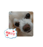 愛犬チワワのスローディズ2・七五三付き（個別スタンプ：3）