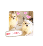 愛犬チワワのスローディズ2・七五三付き（個別スタンプ：4）