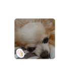 愛犬チワワのスローディズ2・七五三付き（個別スタンプ：5）
