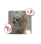 愛犬チワワのスローディズ2・七五三付き（個別スタンプ：6）