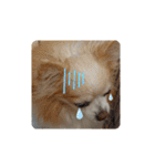 愛犬チワワのスローディズ2・七五三付き（個別スタンプ：7）