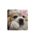 愛犬チワワのスローディズ2・七五三付き（個別スタンプ：8）