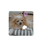 愛犬チワワのスローディズ2・七五三付き（個別スタンプ：9）