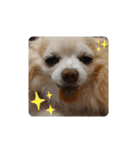 愛犬チワワのスローディズ2・七五三付き（個別スタンプ：10）