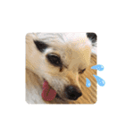 愛犬チワワのスローディズ2・七五三付き（個別スタンプ：11）