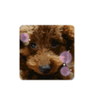 愛犬チワワのスローディズ2・七五三付き（個別スタンプ：12）