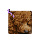 愛犬チワワのスローディズ2・七五三付き（個別スタンプ：13）