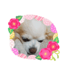 愛犬チワワのスローディズ2・七五三付き（個別スタンプ：18）