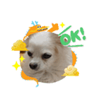 愛犬チワワのスローディズ2・七五三付き（個別スタンプ：19）