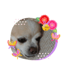 愛犬チワワのスローディズ2・七五三付き（個別スタンプ：21）