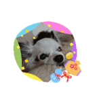 愛犬チワワのスローディズ2・七五三付き（個別スタンプ：22）