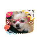 愛犬チワワのスローディズ2・七五三付き（個別スタンプ：24）
