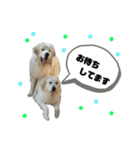 ペット美容館 RON（個別スタンプ：4）
