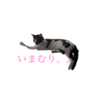 おとちゃんぷ。（個別スタンプ：1）