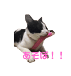 おとちゃんぷ。（個別スタンプ：2）