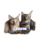 おとちゃんぷ。（個別スタンプ：3）