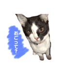 おとちゃんぷ。（個別スタンプ：10）