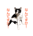 おとちゃんぷ。（個別スタンプ：12）