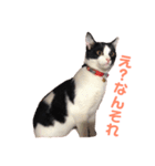 おとちゃんぷ。（個別スタンプ：13）