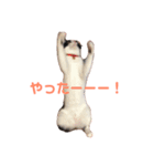 おとちゃんぷ。（個別スタンプ：15）