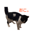 おとちゃんぷ。（個別スタンプ：17）