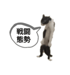 猫の発言（個別スタンプ：1）