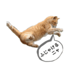 猫の発言（個別スタンプ：2）