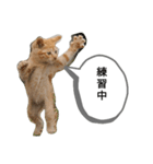 猫の発言（個別スタンプ：3）
